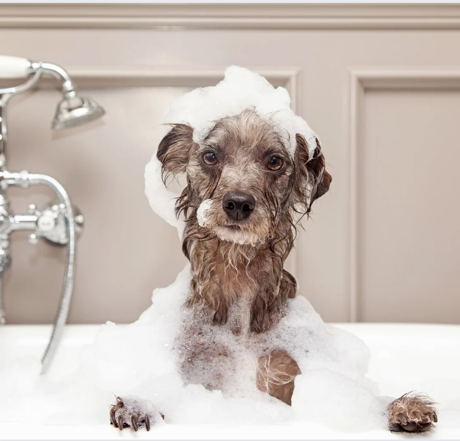 Private Label Dog Shampoo